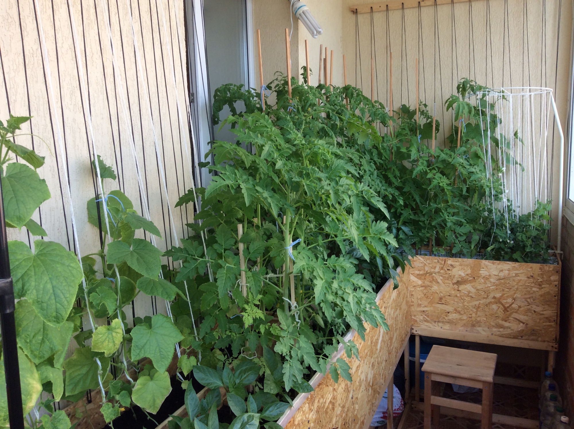 Огурцы в квартире выращивание. Огород на балконе. Грядки на балконе. Зелень на лоджии. Огород в квартире.