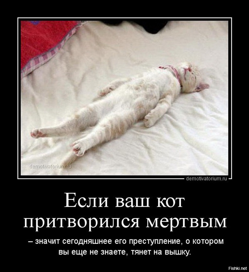 Котик Умер Картинки