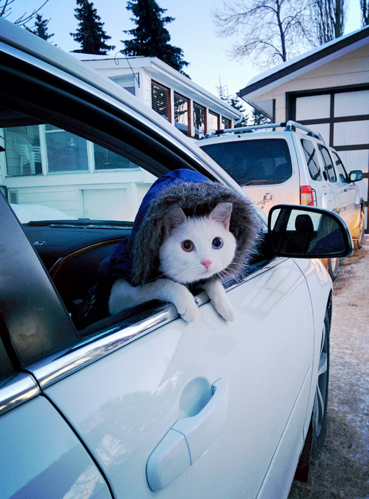 Коты ездят. Кот в машине. Кошачий автомобиль. Милый автомобиль. Котик едет на машине.