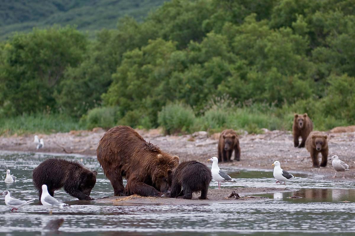 Где живет камчатский медведь. Медведи Камчатки на нересте лосося. Медведи на нересте Камчатка. Медведи ловят рыбу на нересте на Камчатке. Камчатка медведи.