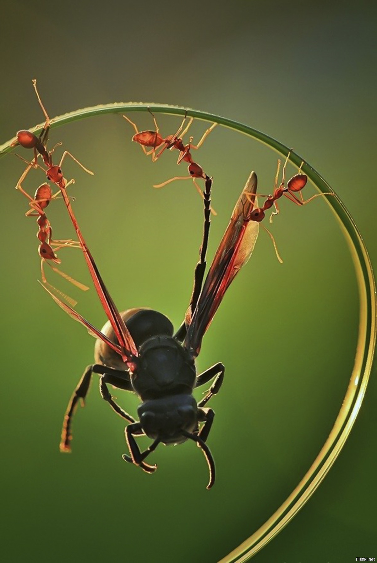 Жизнь разных насекомых. Андрей павлов фотограф муравьи. Пчелы и муравьи. Перепончатокрылые муравейник. Жизнь разных насекомых.