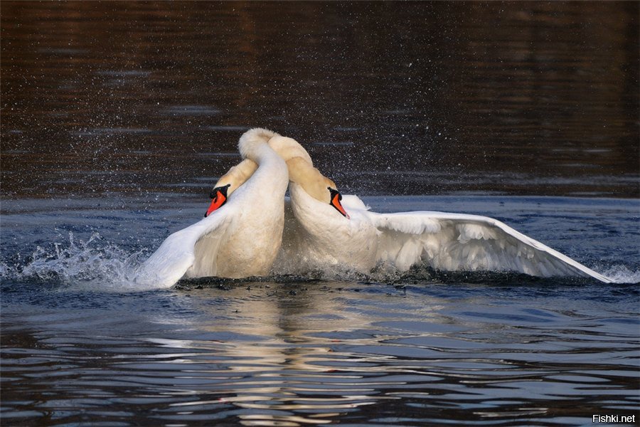 Верность вода. Лебеди обнимаются. Верность лебедей. Обнимашки с лебедем. Любовь и лебеди.