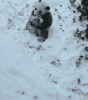 Панда и снег