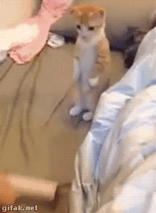 Удивленный кот