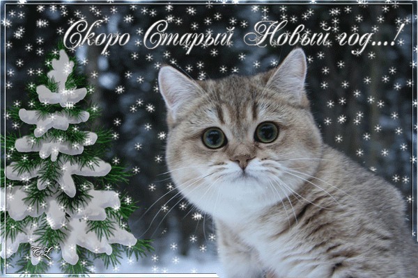 Из солянки