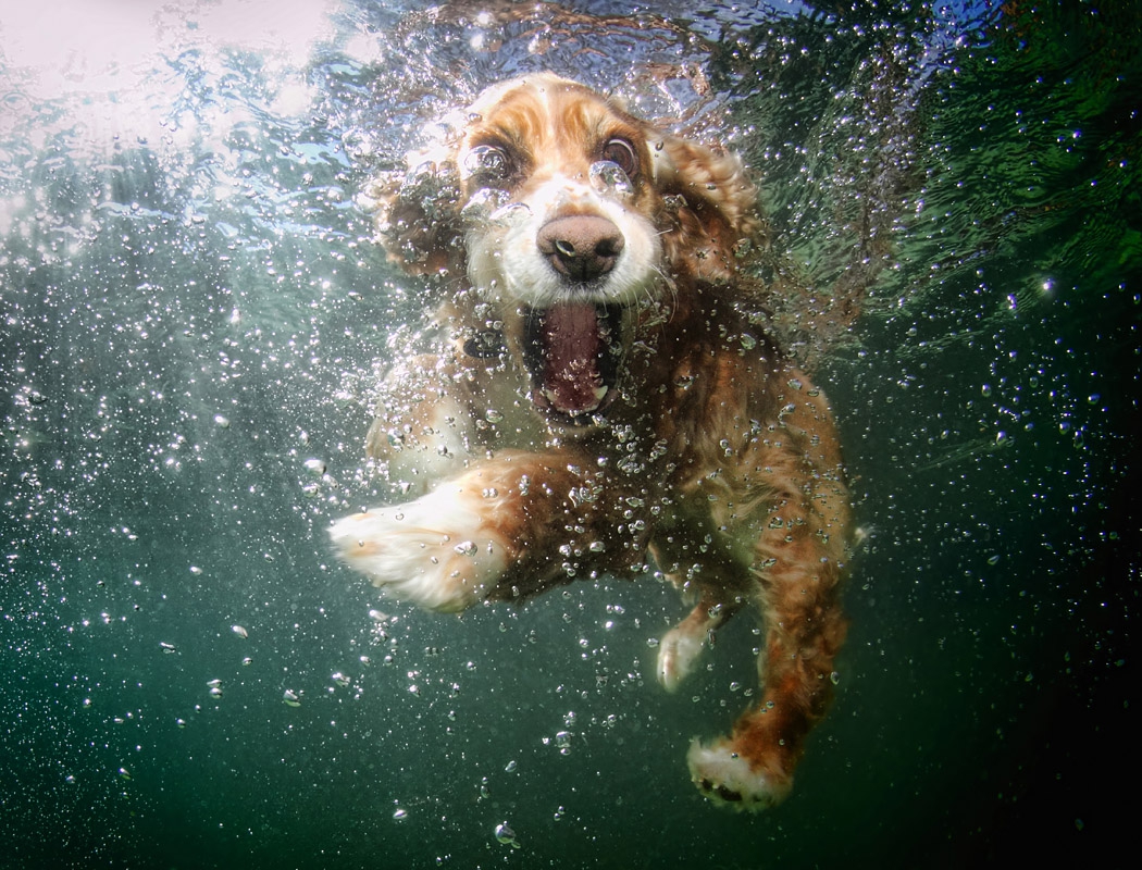Смешные собаки в воде
