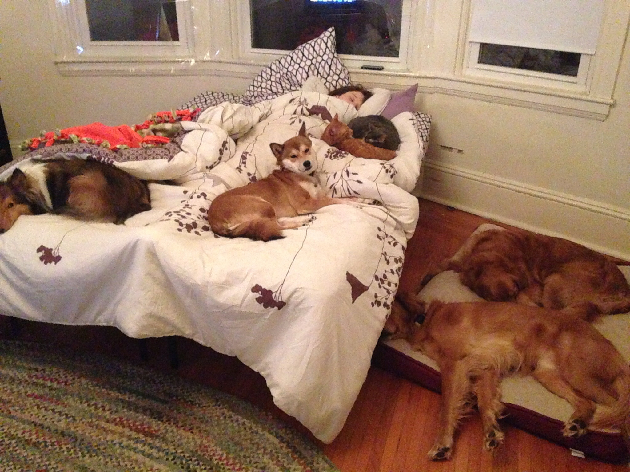 Домашние животные на постели