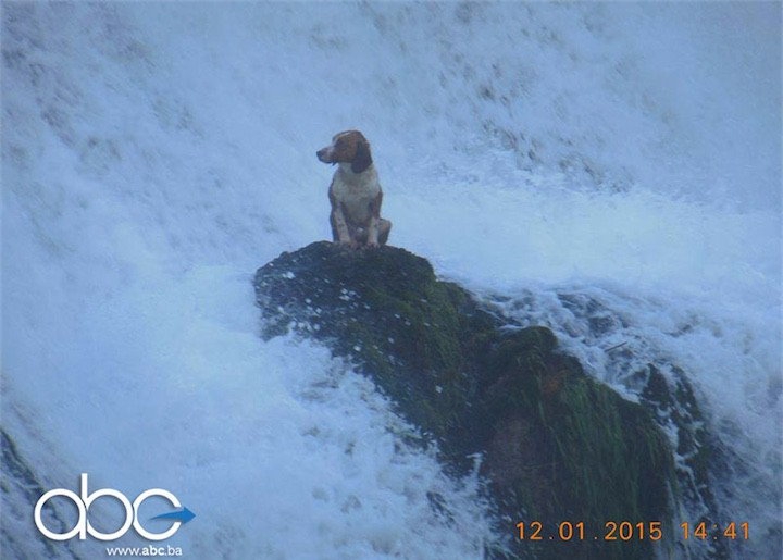 Пропасть собака. Собака водопад. Фото собака водопад. Собака на Камне в водопаде. Собака оказалась в водопада.