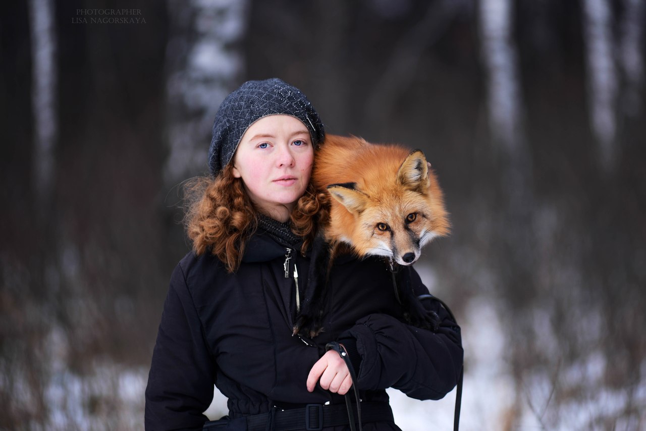 Fox новосибирск. Новосибирские лисы. Домашняя лиса. Ручная лисица. Одомашненная лиса.