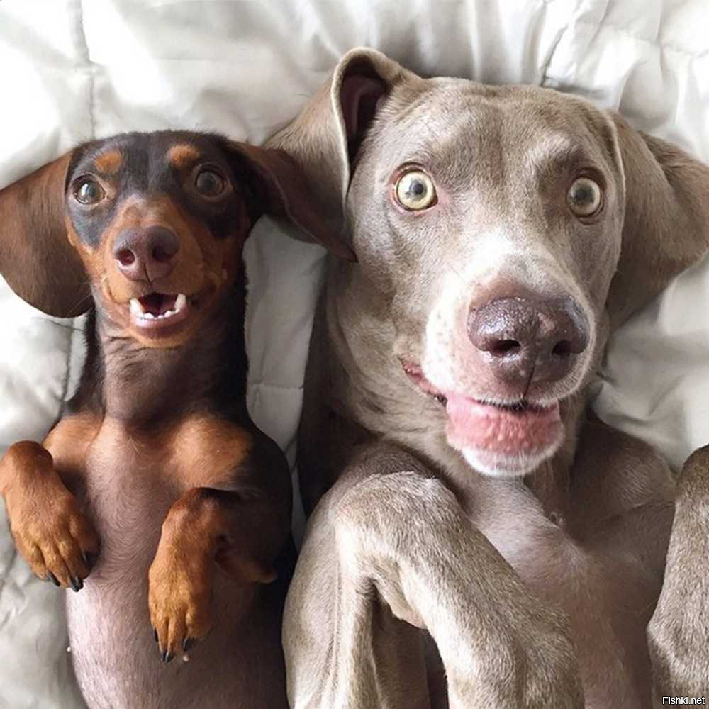 Две смешные собаки