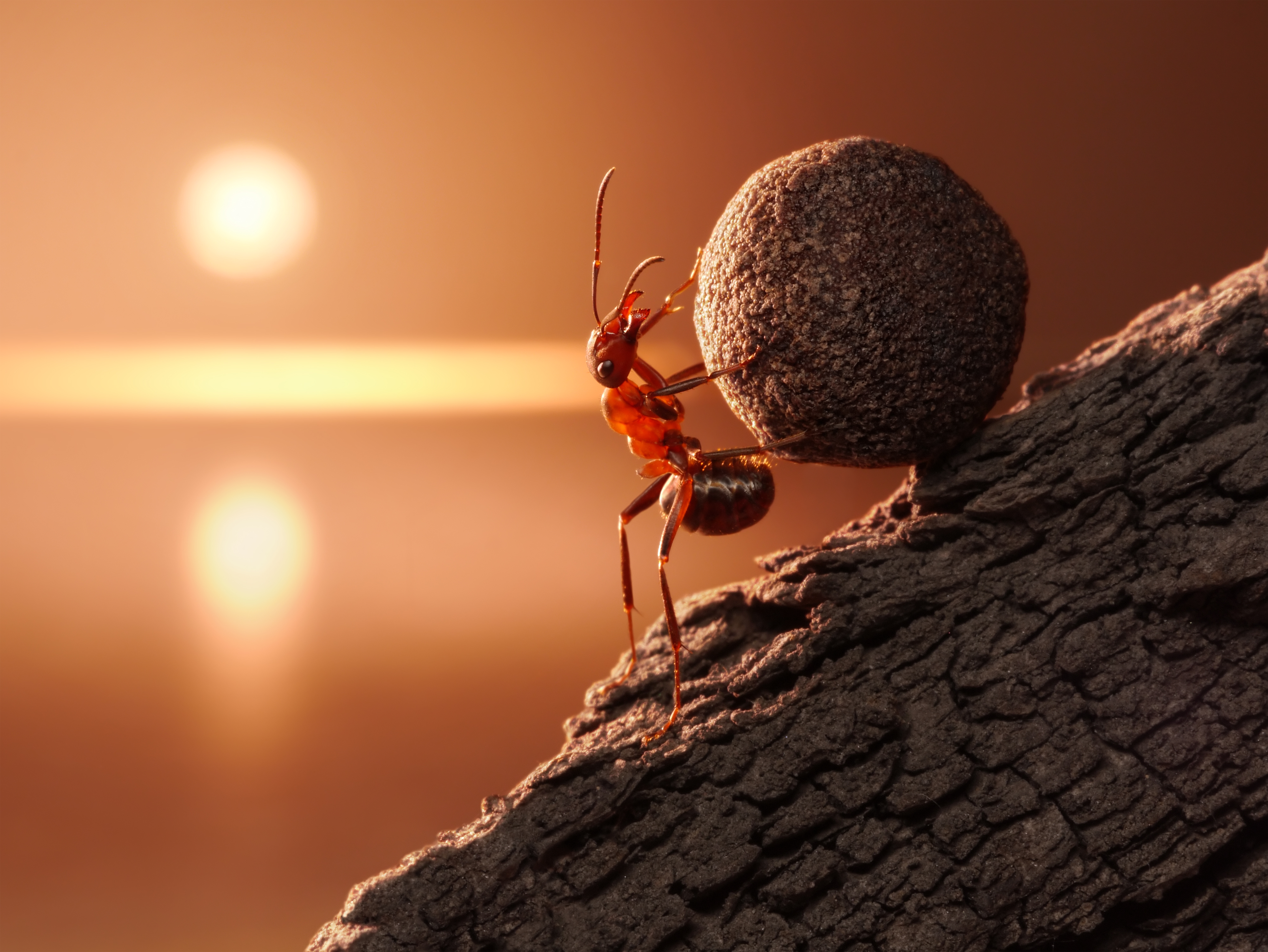 Сильный муравей