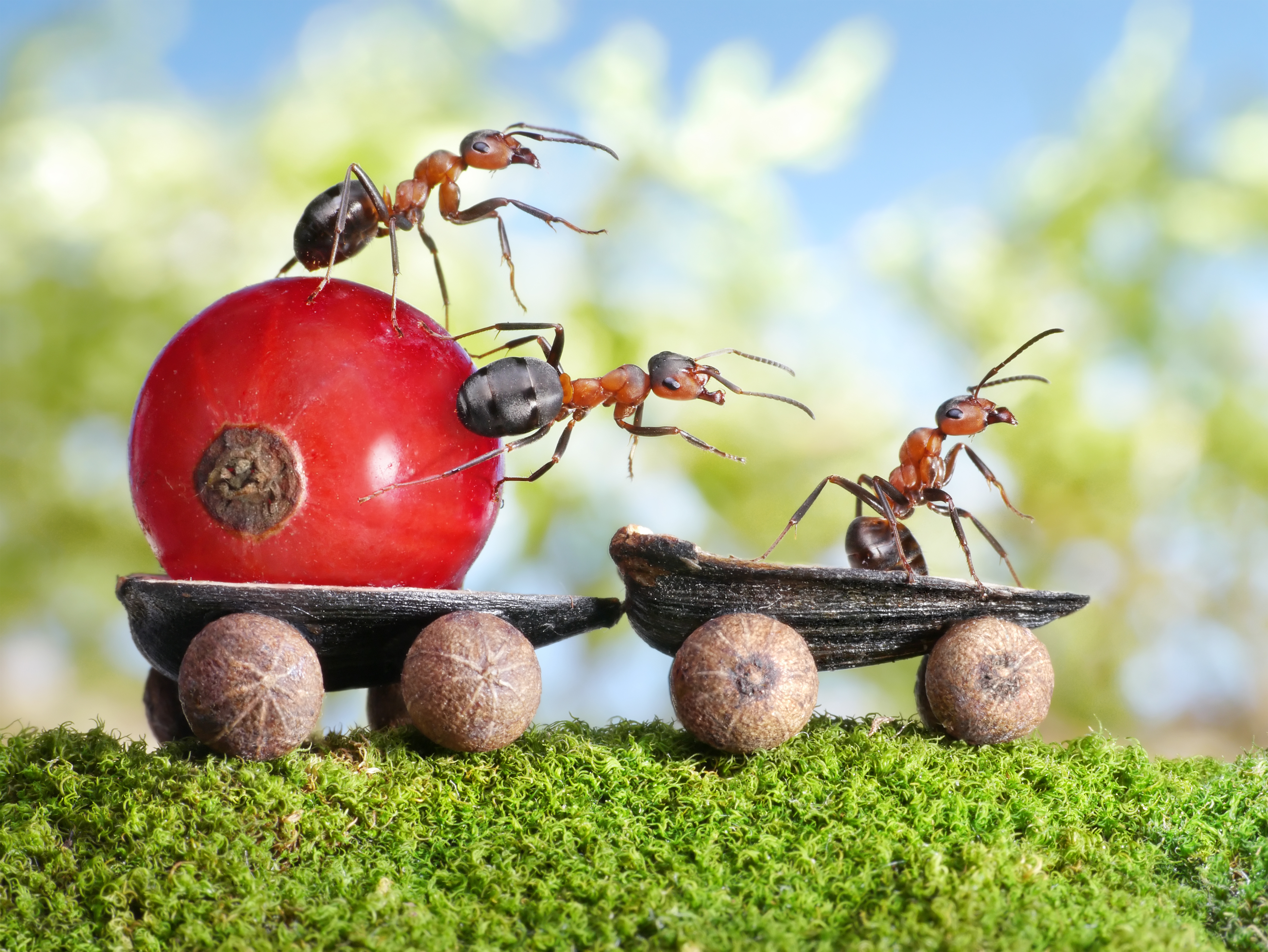 Муравей слушать. Андрей Павлов фотограф муравьи. Муравей коммунист. Муравей трудяга. Трудолюбивый муравей.