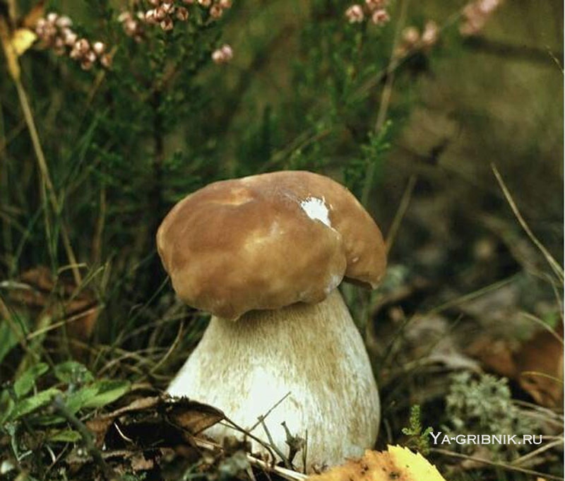 Путем грибной мудрости. Его величество Боровик. Белый гриб в жизни. Его величество гриб Боровик зеленые страницы. Дети грибы-боровики заболевание.