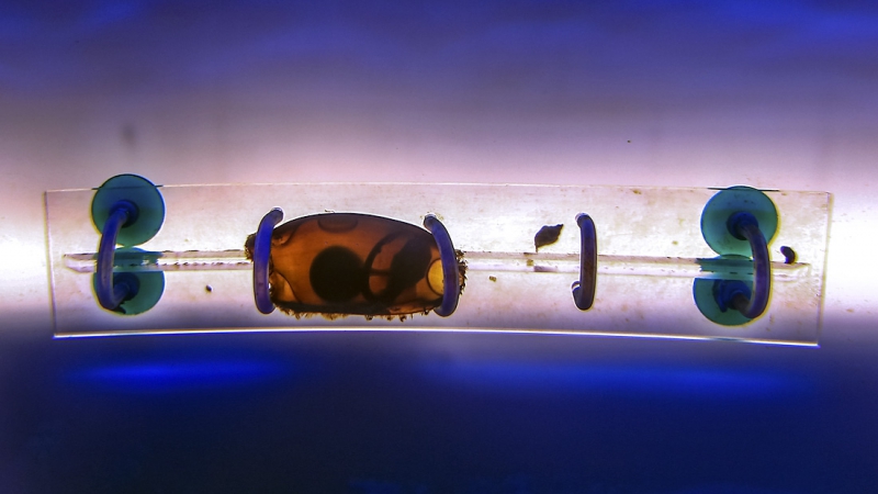 Удивительный подводный мир Ленинградского океанариума