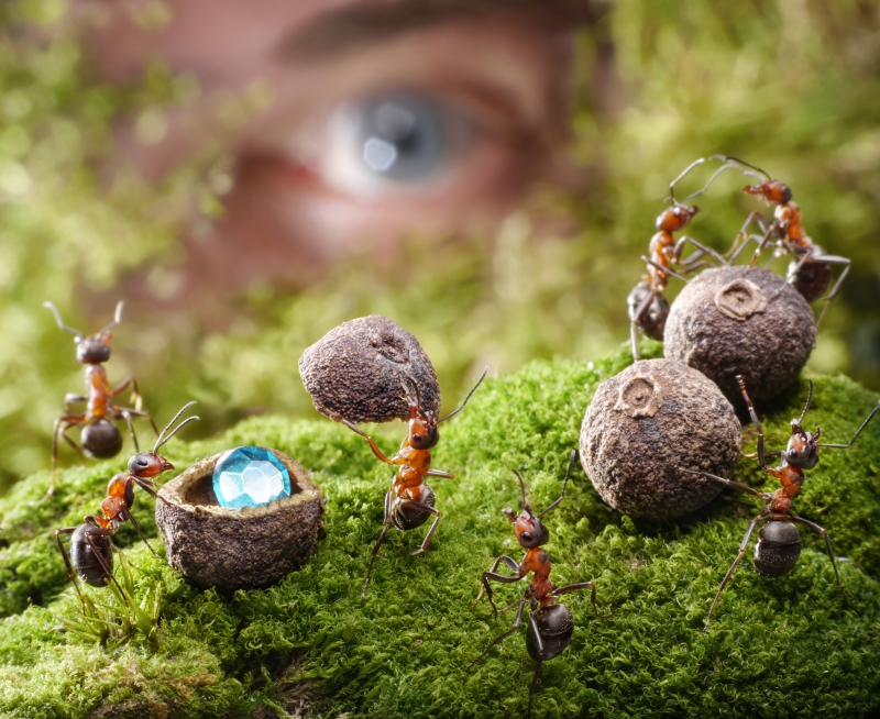 Веселая муравьиная жизнь в фотографиях Андрея Павлова