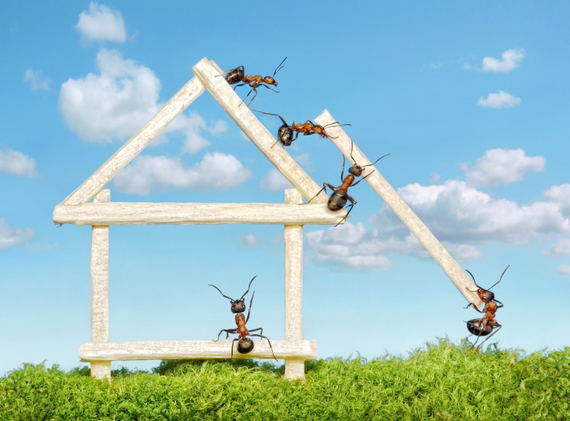 Веселая муравьиная жизнь в фотографиях Андрея Павлова