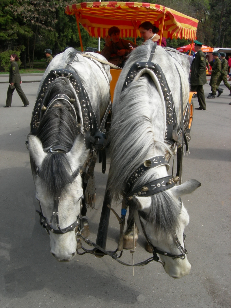 Лошадки на прокат в Алматинском городском парке