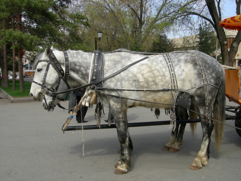 Лошадки на прокат в Алматинском городском парке