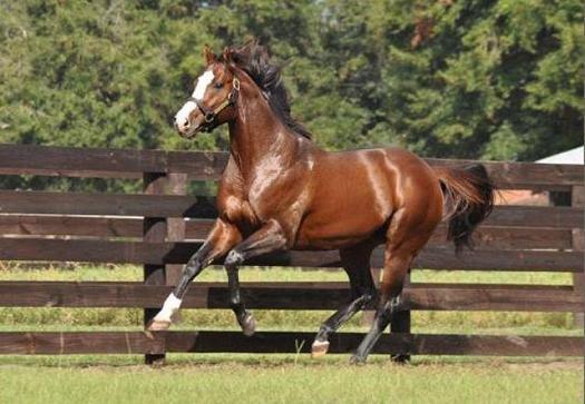 10 самых дорогих лошадей в мире