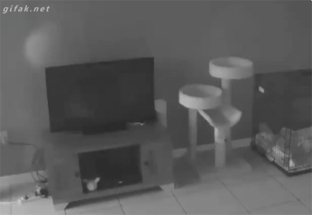 Ночная слежка за котом Ночная слежка за котом