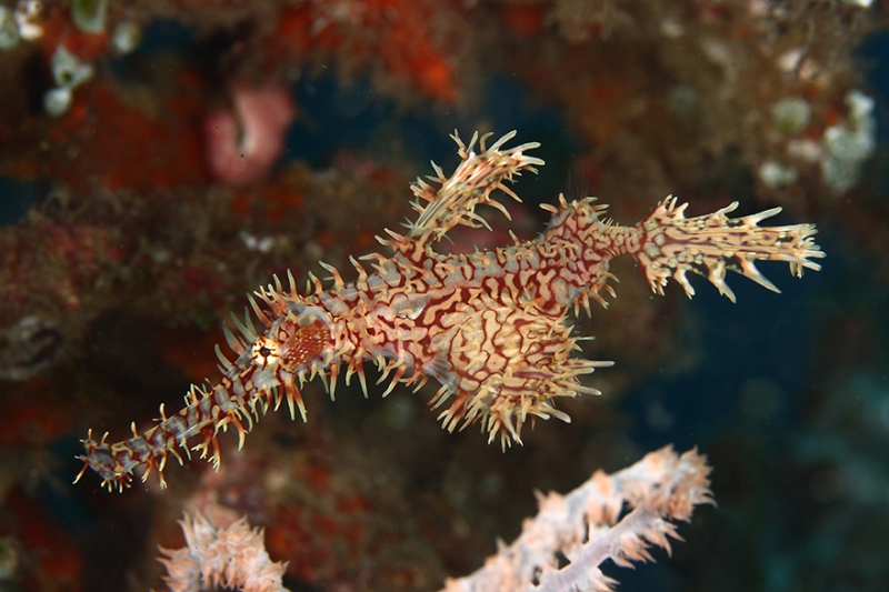 Удивительные обитатели океанских глубин
