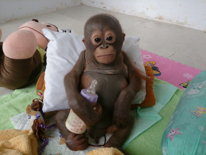 Защитники животных спасают истощенного детеныша орангутанга 