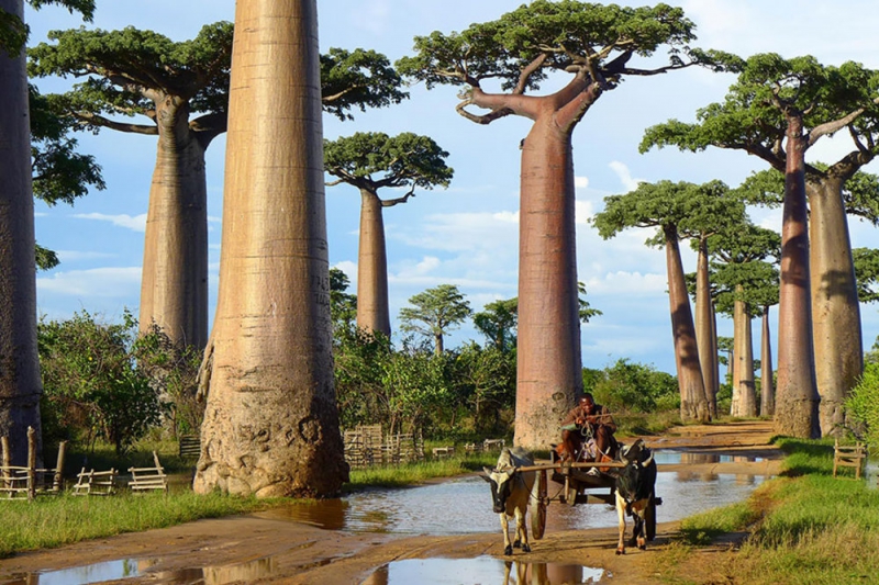 17 уникальных деревьев мира