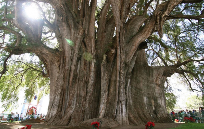 17 уникальных деревьев мира