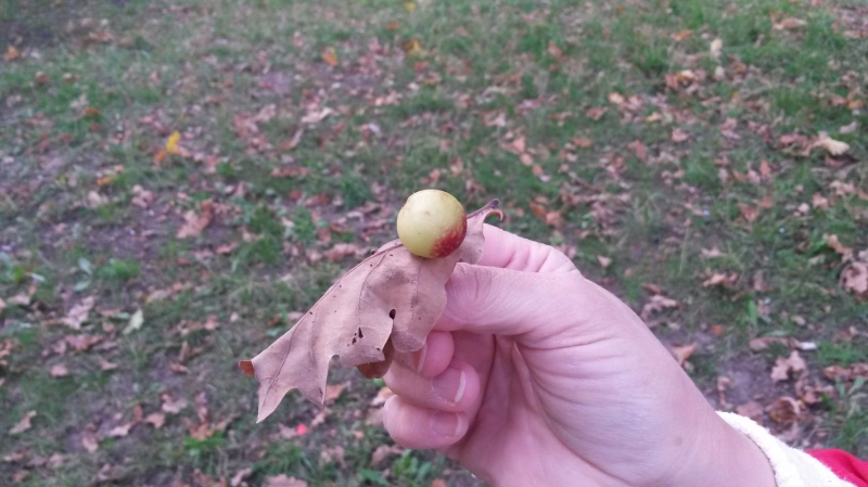 И на дубах растут яблоки