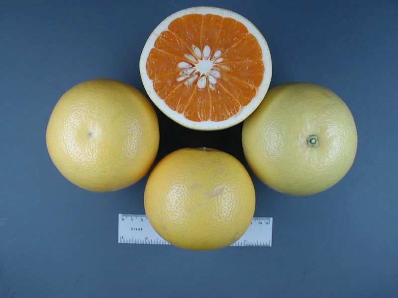 Гибрид лимона как называется. Гибрид апельсина и помело. Танжело цитрусовые. Гибрид мандарина и помело. Гибрид помело и грейпфрута.