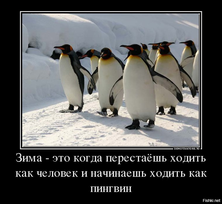 Гололед картинки прикольные с надписями смешные. Зимние шутки. Пингвины. Пингвин юмор. Пингвин демотиватор.