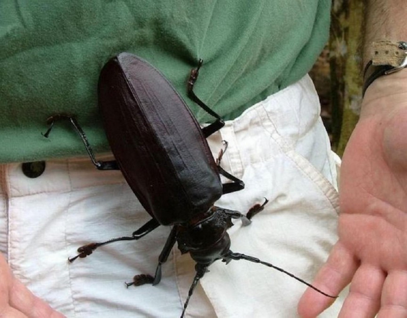 Самые большие насекомые