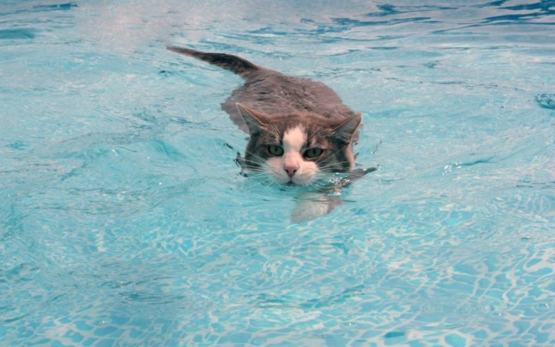 35 котов, которые не боятся воды