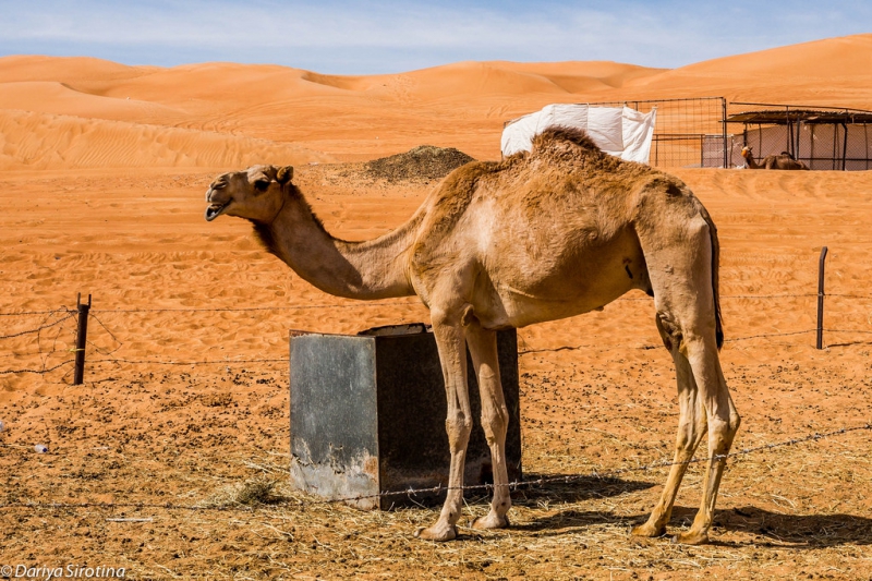 Оман. В гостях у бедуинов