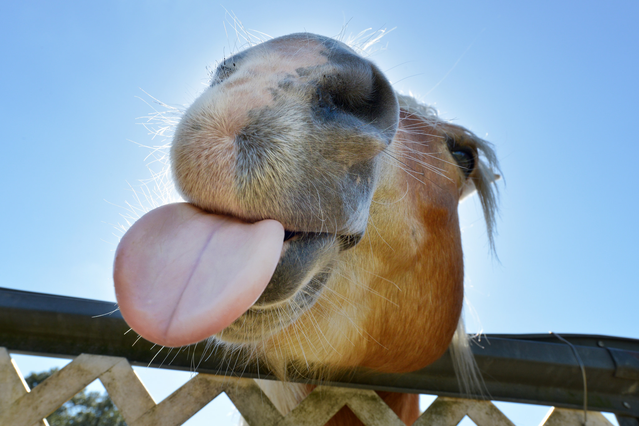 Лошадка язык. Смешная лошадь. Лошадь с высунутым языком. Лошадь показывает язык. Лошадь показует язык.