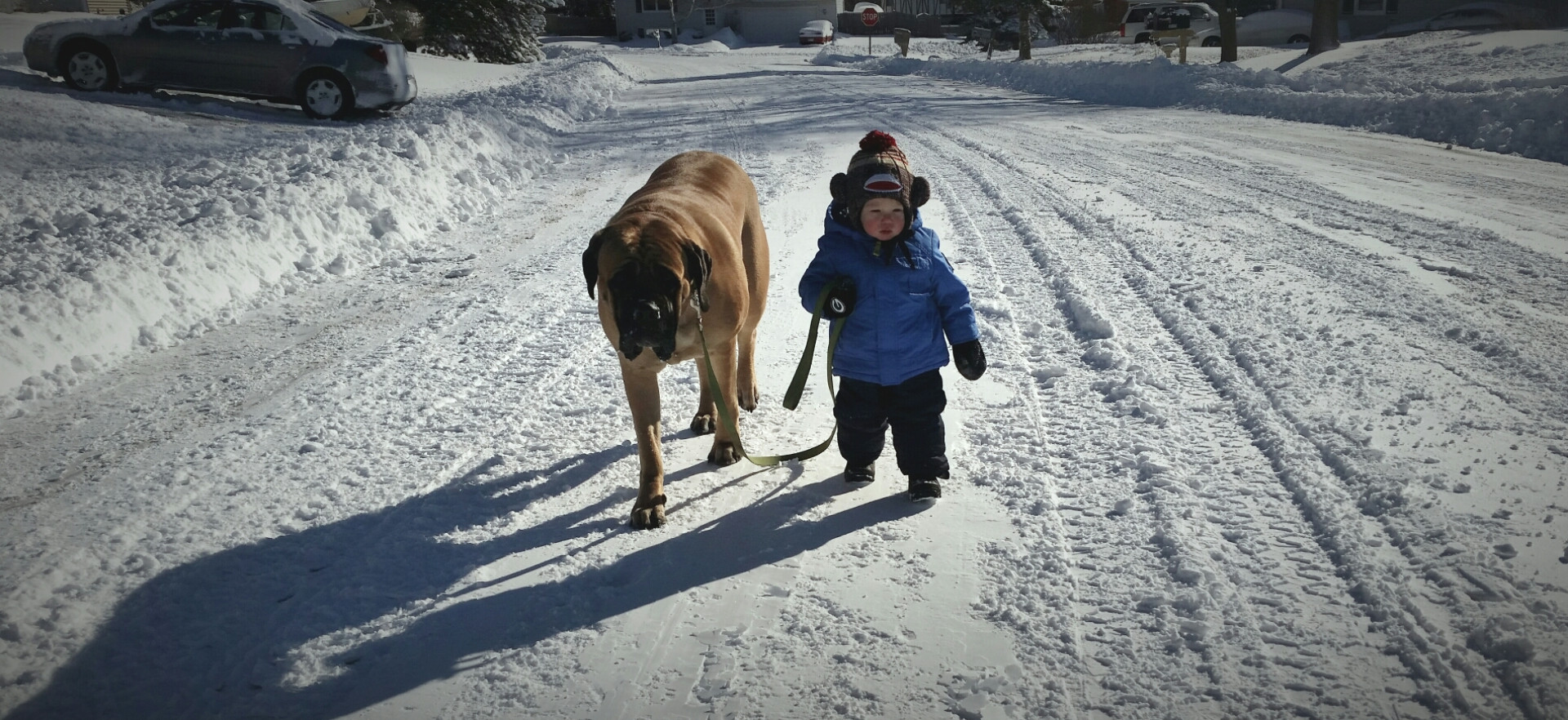 Маленький мальчик тащит папу из тц. Прогулка с собакой. Гулять с собакой. Смешные собаки на прогулке. Большая собака на прогулке.
