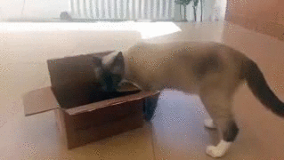 Лапы прочь!