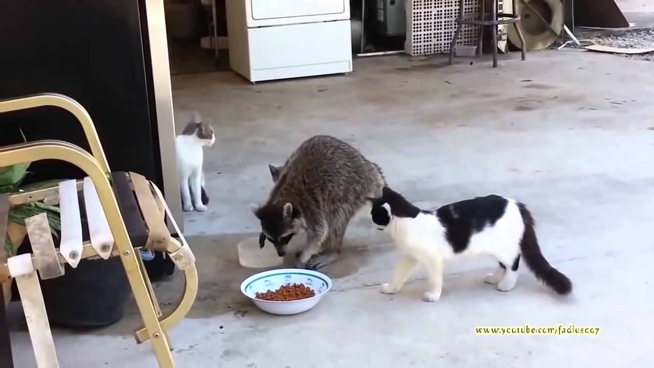 Енот ворует еду у котов 