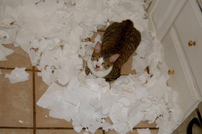 Коты против туалетной бумаги
