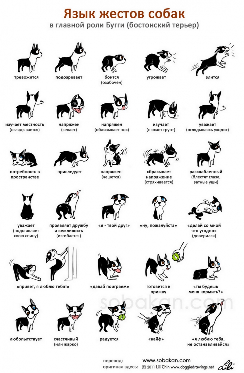 Язык жестов собак