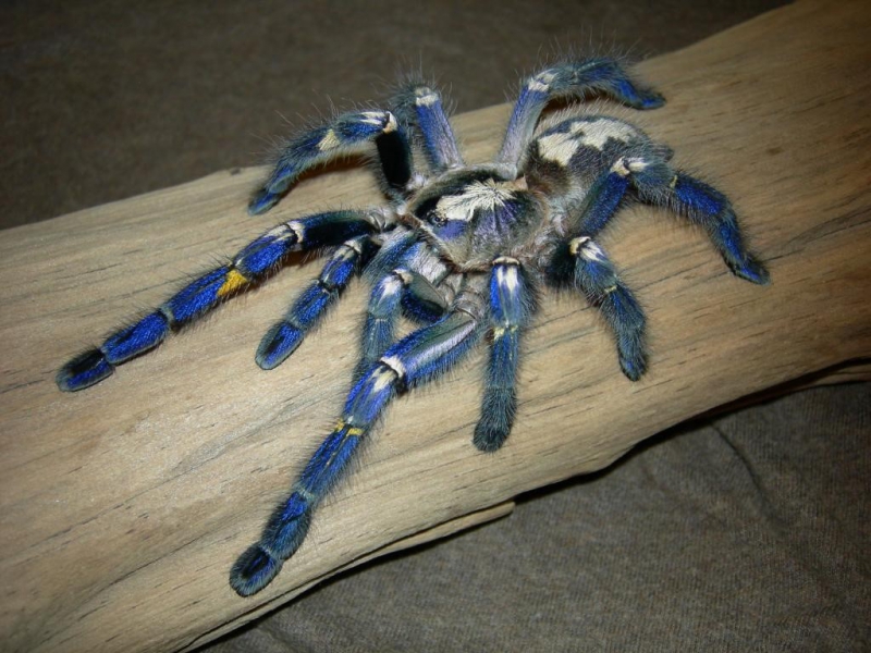 Самый красивый паук в мире