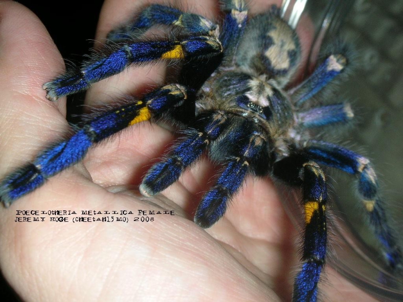 Самый красивый паук в мире