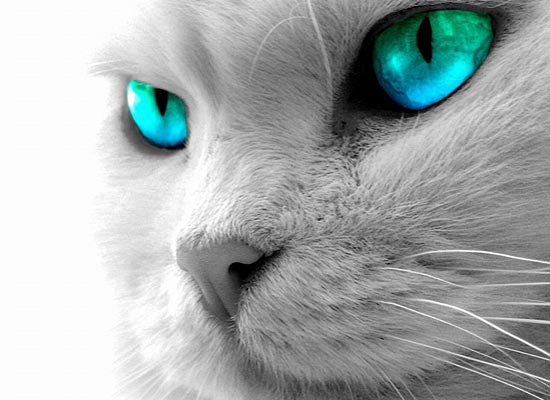 50 поразительных фактов о котиках интересно, кошки, факты