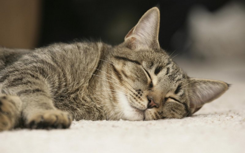 50 поразительных фактов о котиках