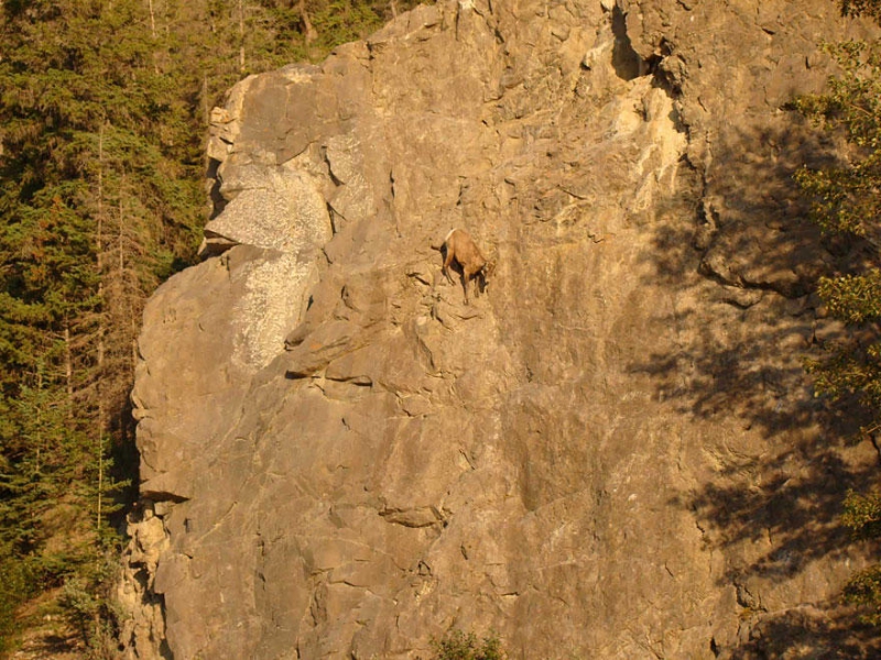 Леденящие душу фотографии горных козлов