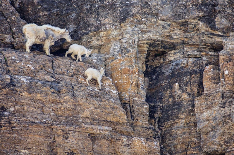 Леденящие душу фотографии горных козлов