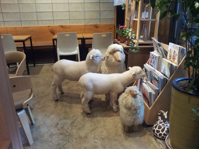 Кафе с овцами