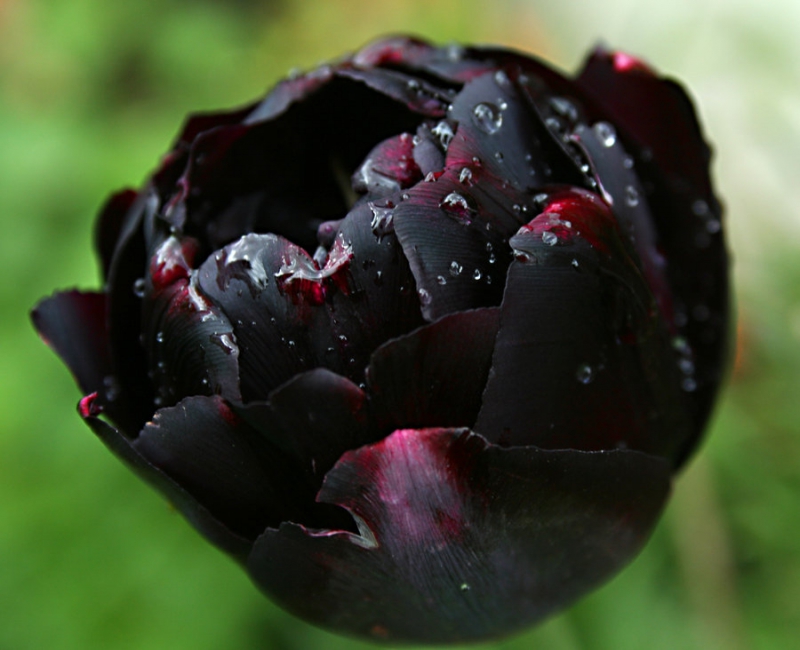 Удивительно красивые чёрные цветы