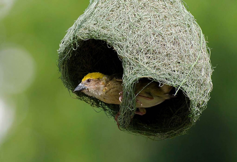 Удивительные птичьи гнезда