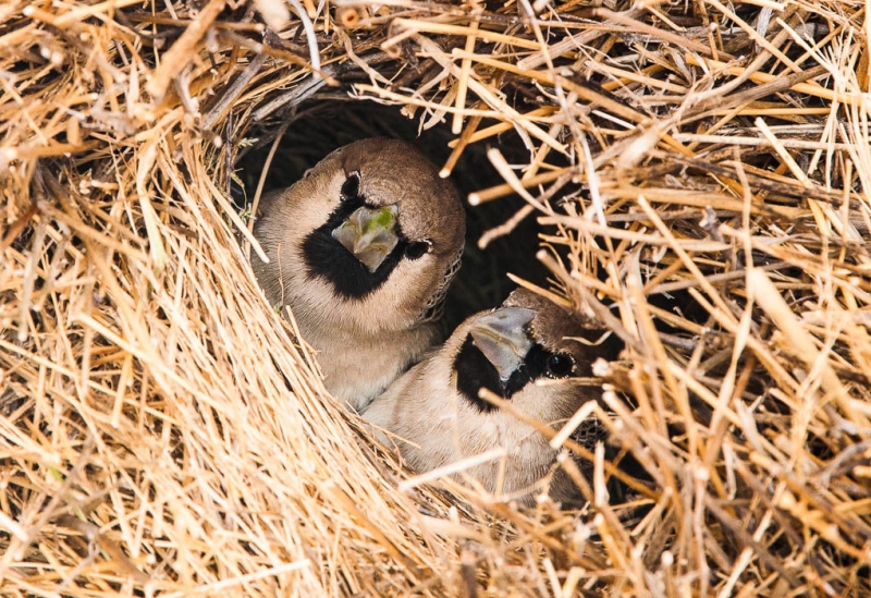 Гнездо горихвостки фото